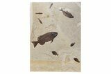 Green River Fossil Fish Mural with Monster Phareodus #356710-2